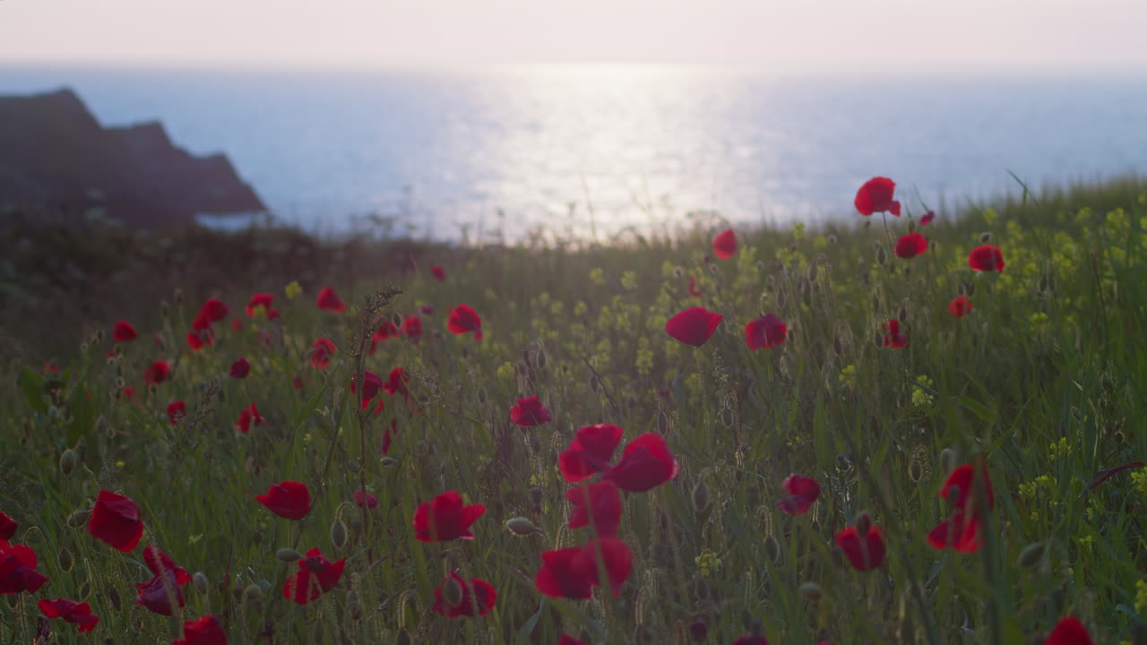 서쪽 펜티어, 뉴키 콘월, 영국에 꽃이 만발한 양귀비가 있는 야생화 밭