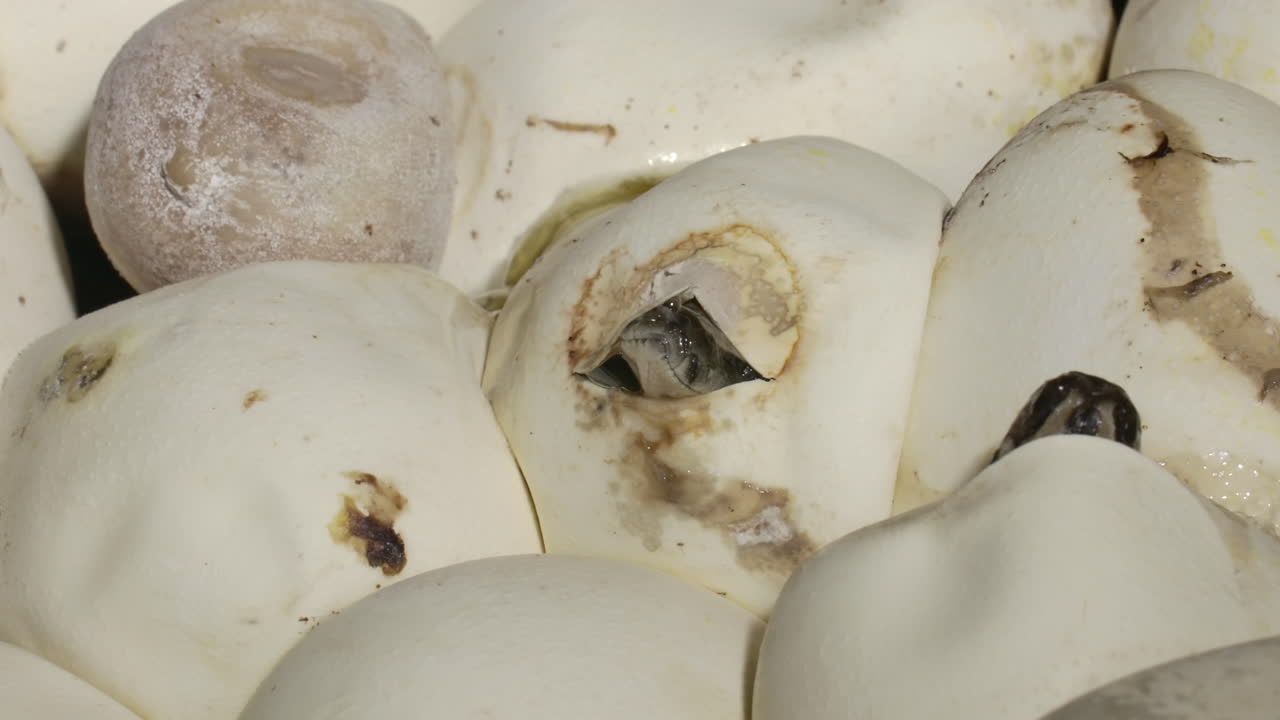 cabeza de pitón rompiendo la cáscara de huevo