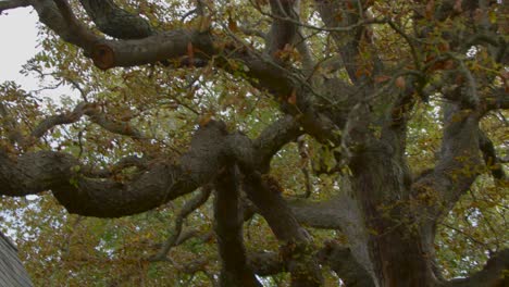 panning shot of large tree in scenic alleyway in oxford