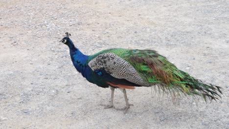 peacock moving around on gravel grounds