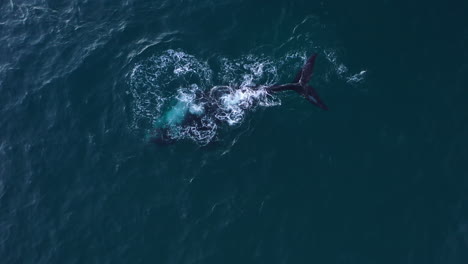 A-humpback-whale's-elegant-movements-and-beautiful-skin-patterns-captured-in-an