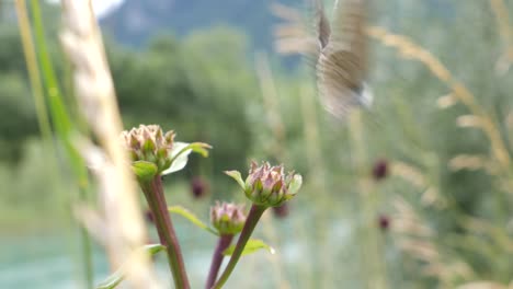 moth sits on blossom flower in the middle of a green field with slow wind movements and flies away - slow motion