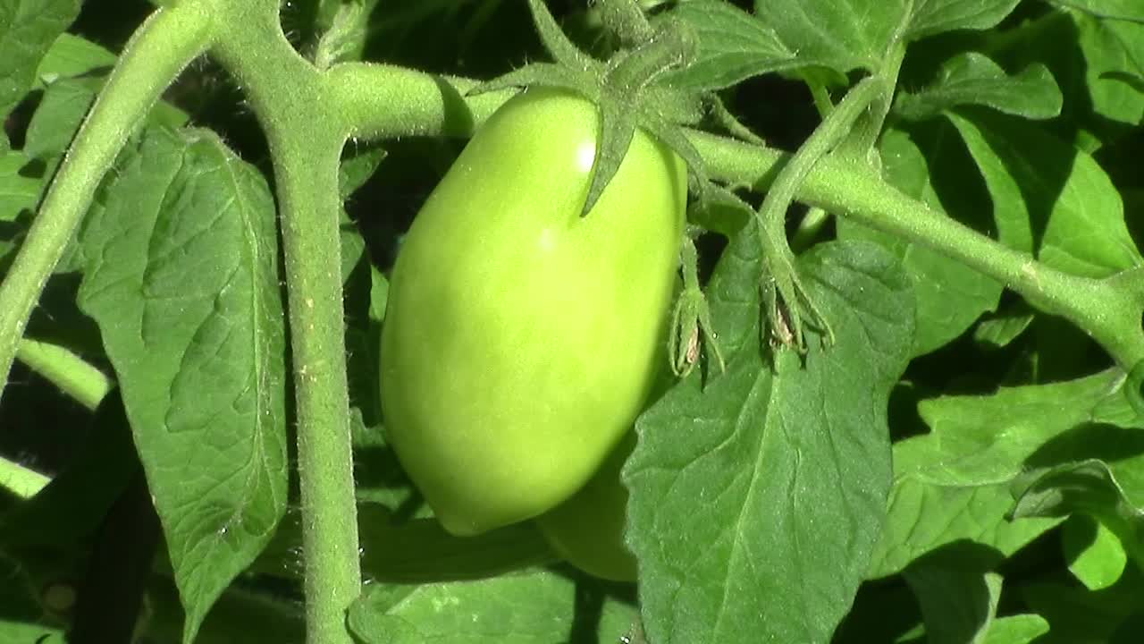 Close-up of a large unripe plum tomato growing on a vine