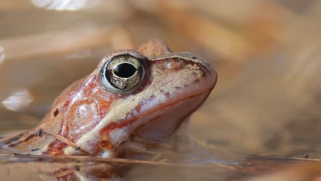 Brown-frog-(Rana-temporaria)-close-up-in-a-pond.