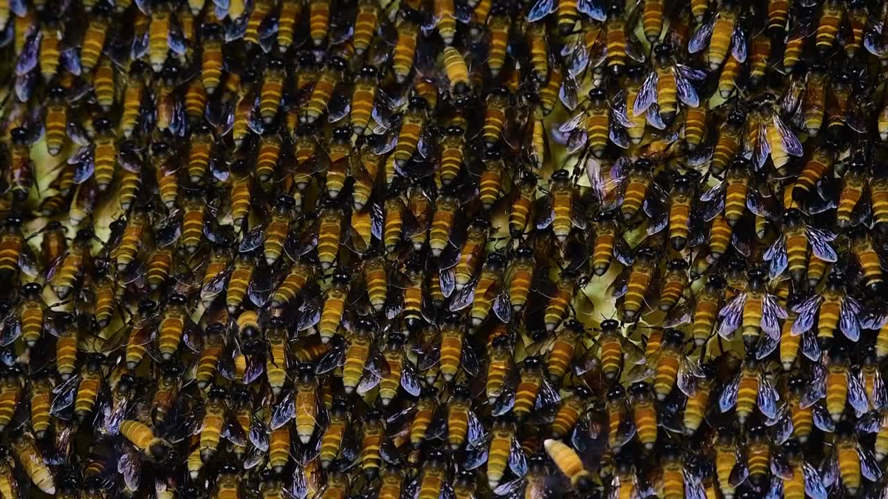 se sabe que las abejas melíferas gigantes construyen grandes colonias de nidos con bolsillos simétricos hechos de cera para almacenar miel como fuente de alimento.