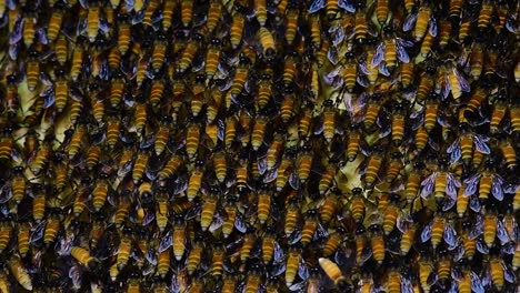 Giant-Honey-Bees-are-known-to-build-large-colonies-of-nest-with-symmetrical-pockets-made-of-wax-for-them-to-store-honey-as-their-food-source