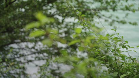 ramas con hojas frente a un río