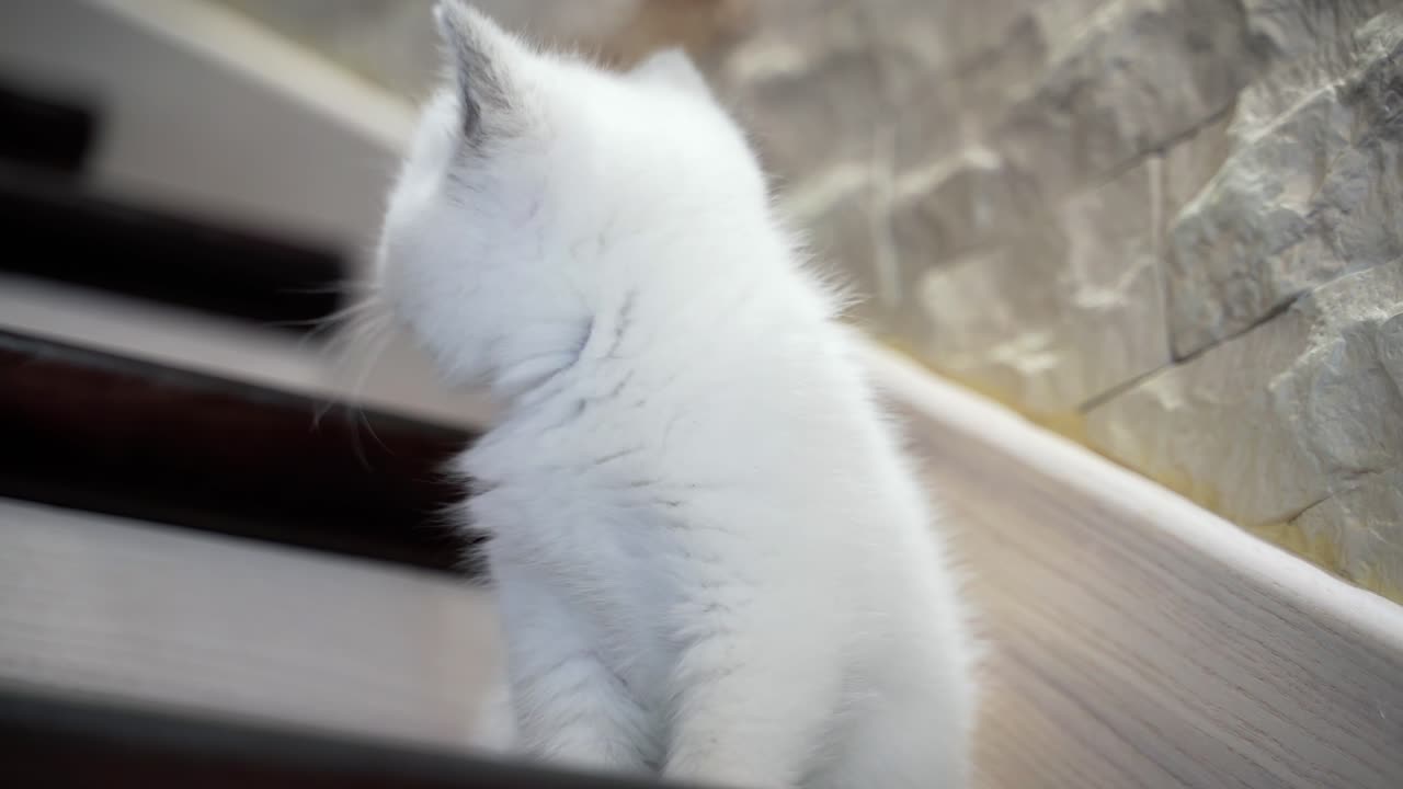 Cat sitting on stairs. Portrait of small cat sitting on the stair floor