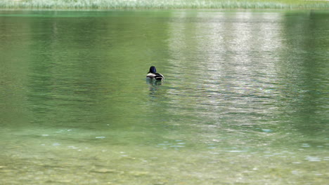 Cámara-Lenta-De-Un-Pato-En-Medio-De-Un-Lago-Dando-Vueltas-En-Aguas-Tranquilas