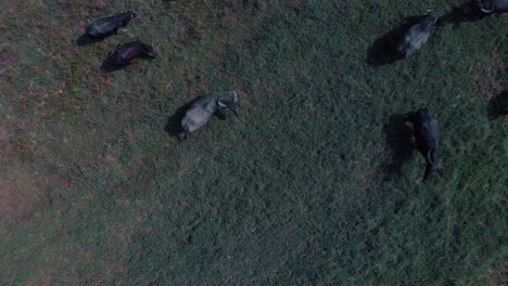 vista de tiro de drones desde arriba de un campo verde y amarillo de hierba con toros con cuernos y vacas comiendo hierba