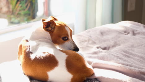 Jack-Russell-Sonnt-Sich-In-Der-Nachmittagssonne,-Gähnt-Und-Pflegt-Sich