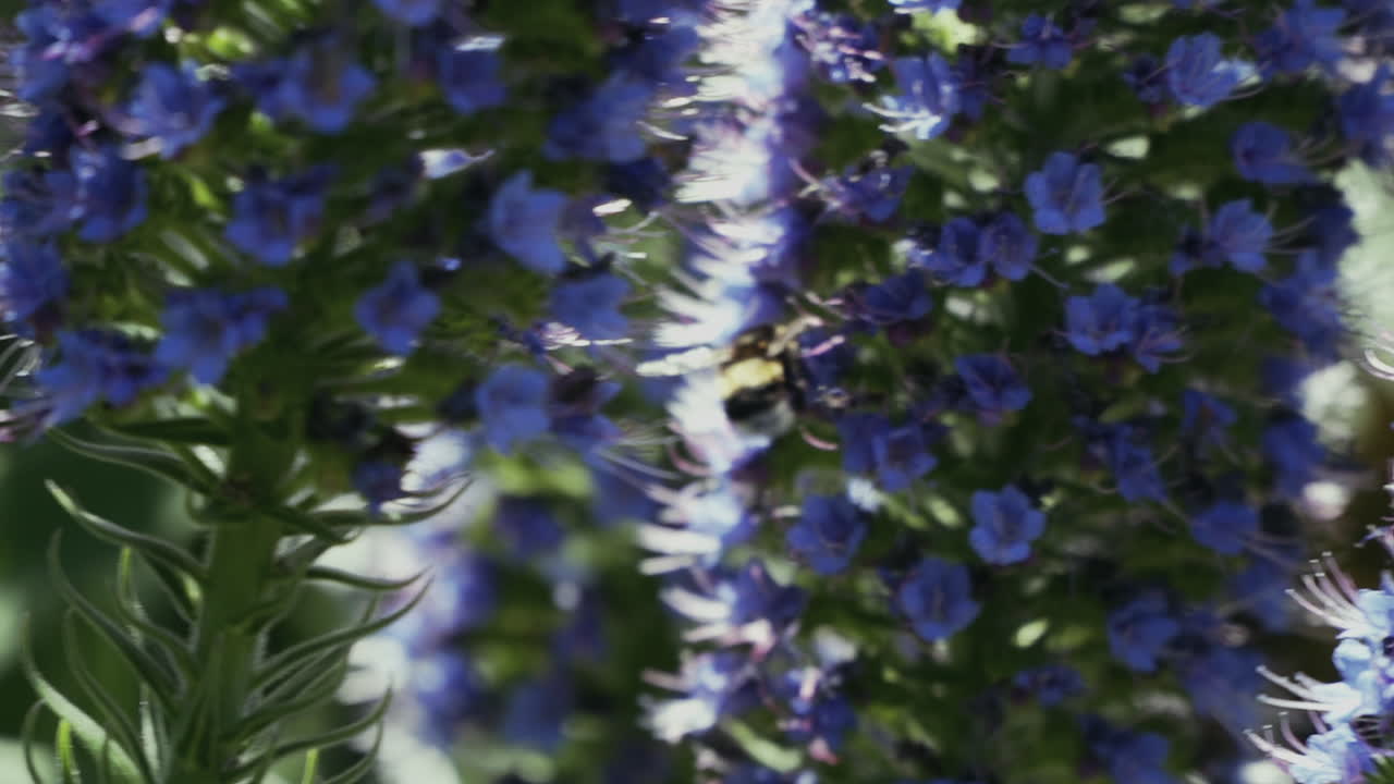 Primo piano di un'ape che impollina un fiore viola Pride of Madeira, Echium candicans