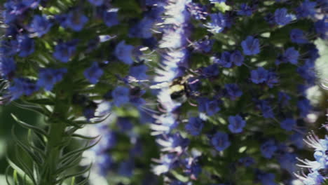 primer plano de la abeja que poliniza el orgullo púrpura de la flor de madeira, echium candicans