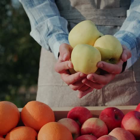 farmer's hands with white juicy apples