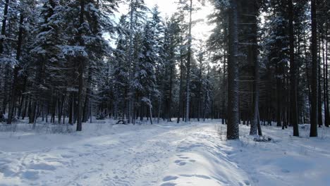 first-person view walking in snowy forest while snowing, golden in british columbia, canada