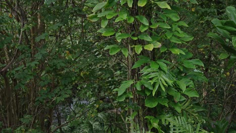 foto de grúa de hermosas y deliciosas plantas verdes y silvicultura
