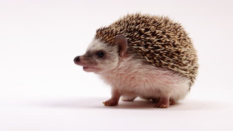 hedgehog sniffing around - close up on face - isolated on white background