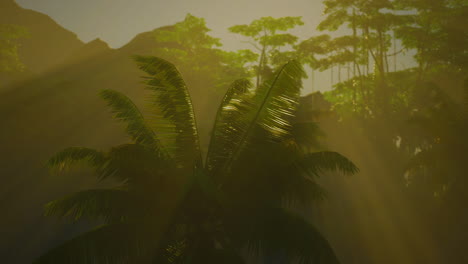 tropical forest with palm trees and sunlight