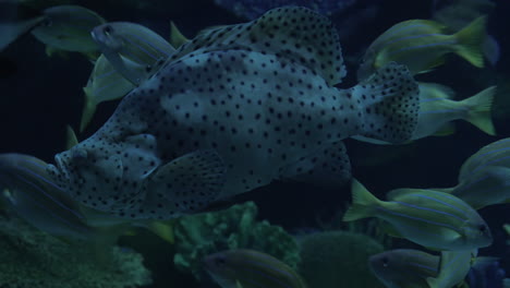 diverse undersea world exhibited in oceanarium