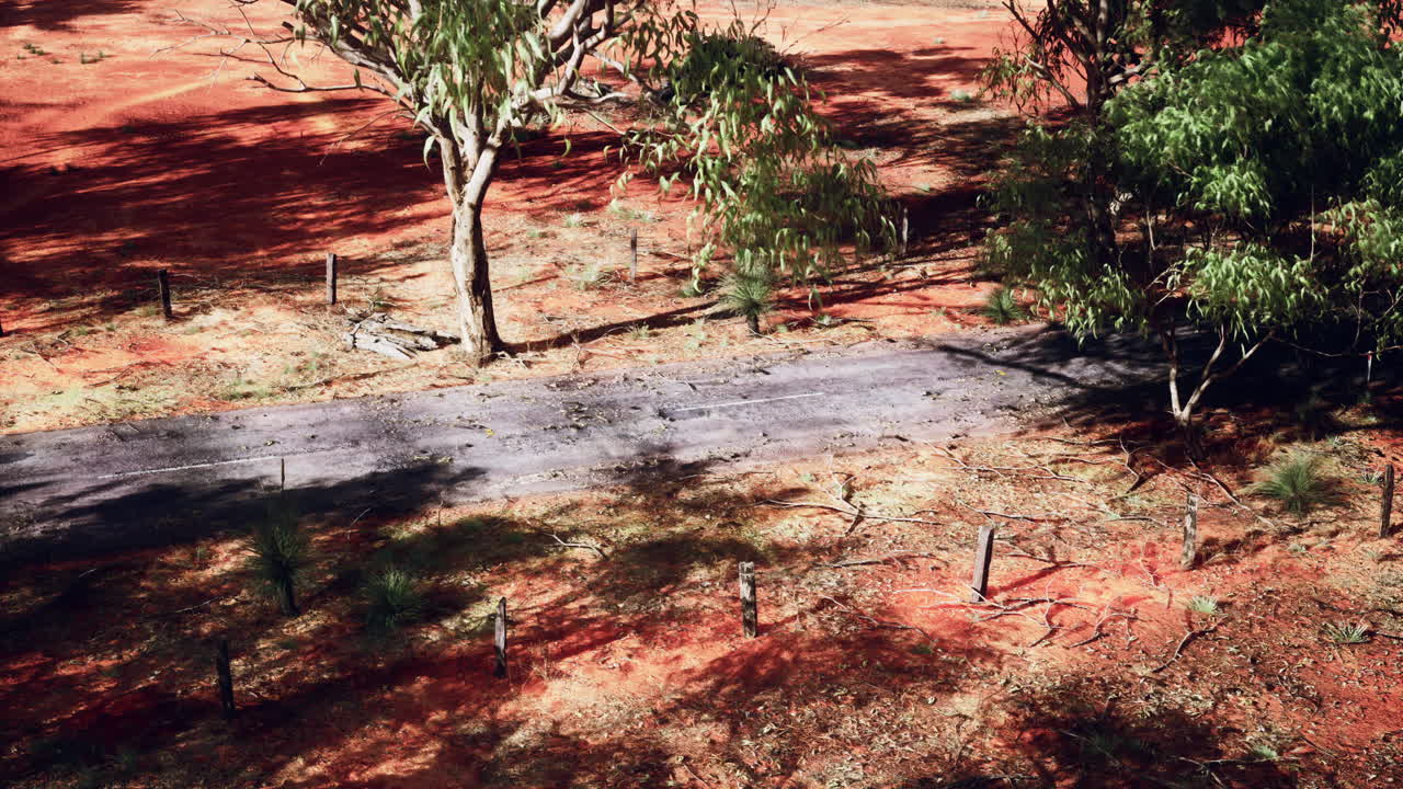 plantación de bosque de eucalipto y carretera vacía en brasil