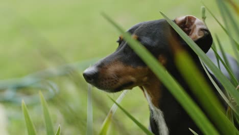 Close-Up-of-small-black-dog-behind-leaves-in-garden