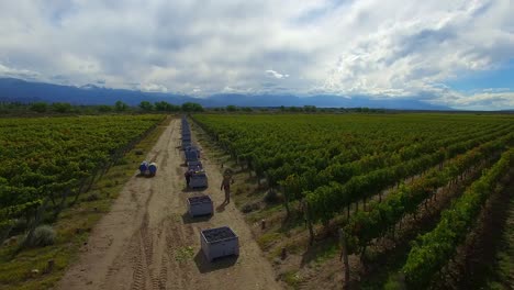 aerial: workers harvesting grapes from red wine vineyard. line of farm boxes.