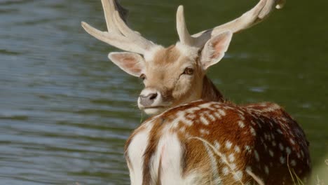 rear view of european fallow deer looking back at camera by river in netherlands