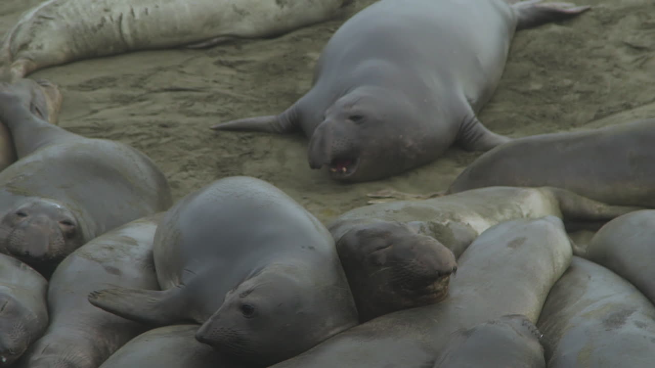Elephant Seals Resting on a Beach