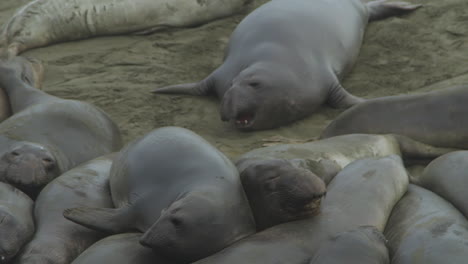 elephant seals resting on a beach