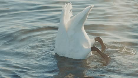 swan diving in cold water