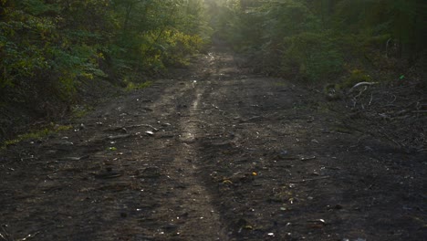 Dirt-road,-path-trail-in-forest,-dense-tree-canopy-green-branches-background