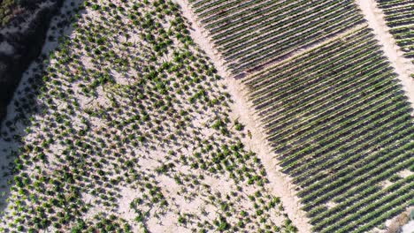 Imágenes-Aéreas-De-Drones-Al-Atardecer-De-Viñedos,-Hileras-De-Campos-De-Uva-Verde-Dorado-En-Koilani,-Limassol,-Chipre