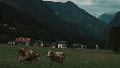 timelapse of clouds in gosau austria from farm and cows moving around and mountains in the back