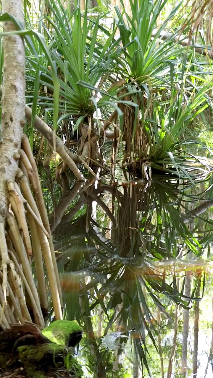 Una lenta panoramica su una lussureggiante vegetazione tropicale con palme che si riflettono in uno stagno calmo.