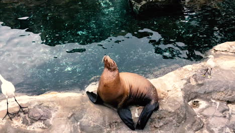 Sea-lion-animal-on-the-stone