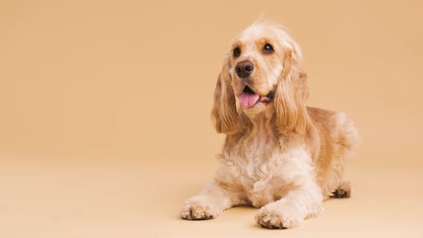 cute brown english cocker spaniel dog resting on floor on beige background with copy space