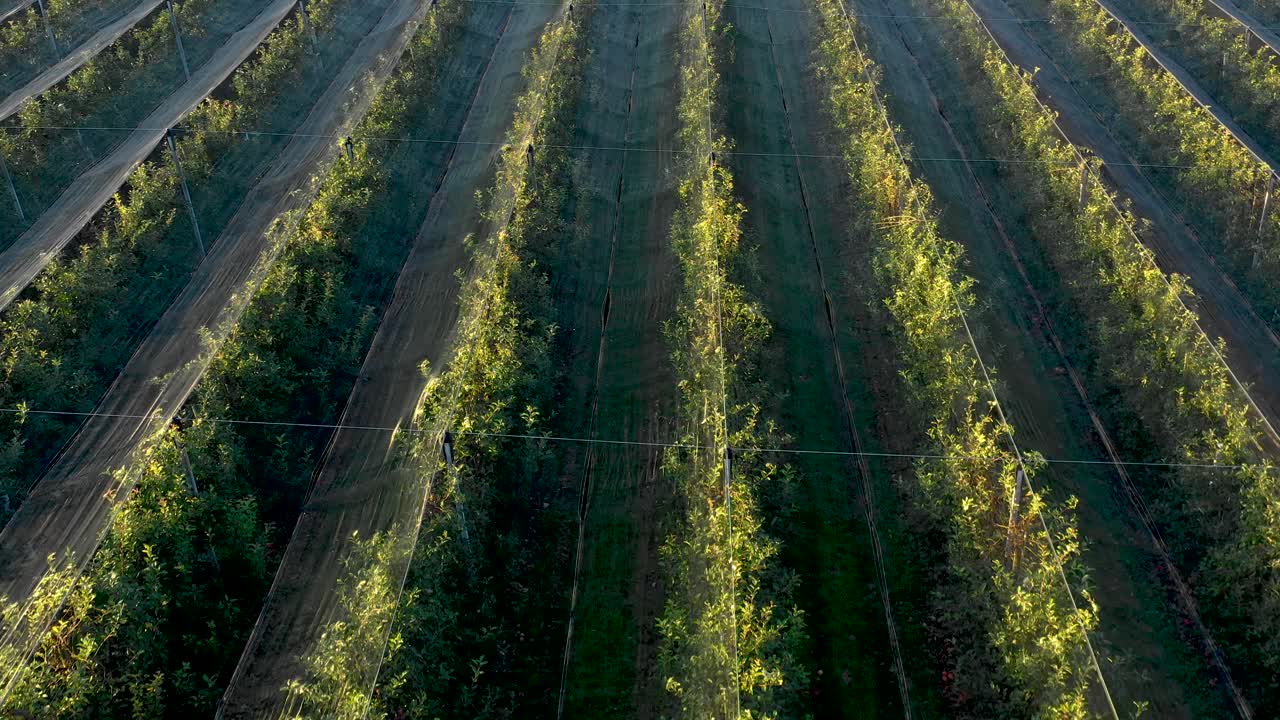 plantación de manzanas, huerta con red antigranizo para protección desde arriba, tiro aéreo, desastres naturales y severa protección climática en agricultura, producción de frutas