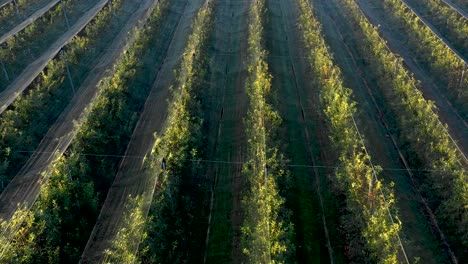 Plantación-De-Manzanas,-Huerta-Con-Red-Antigranizo-Para-Protección-Desde-Arriba,-Tiro-Aéreo,-Desastres-Naturales-Y-Severa-Protección-Climática-En-Agricultura,-Producción-De-Frutas