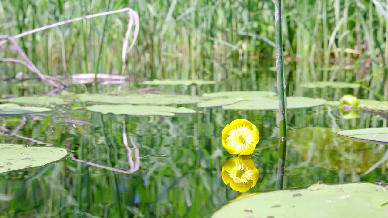 꽃이 피는 노란색 nuphar lutea