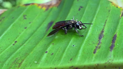 avispa sentada inmóvil en la hoja del árbol de plátano mientras el viento sopla suavemente a través del jardín
