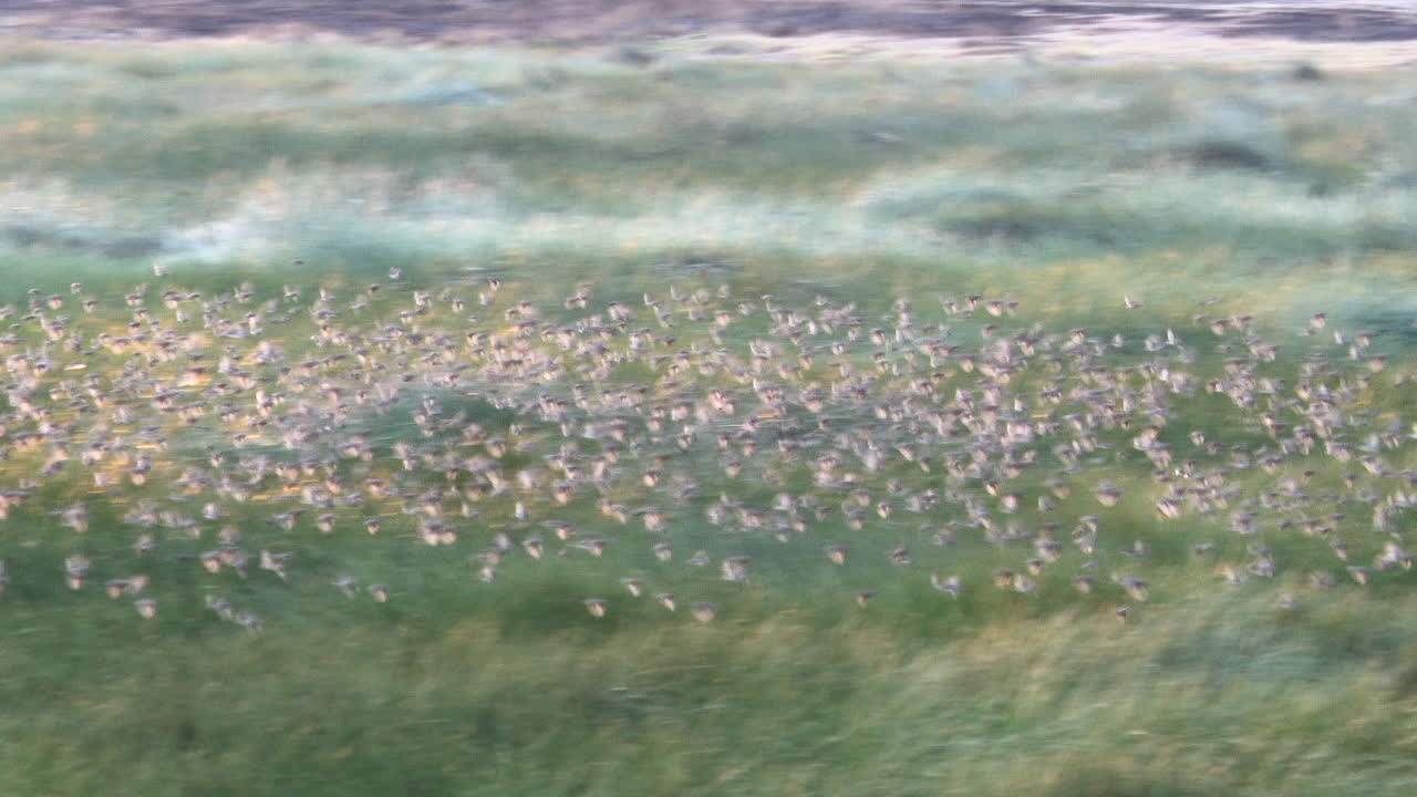 붉은 부리 quelea 수백만 마리가 탄자니아 ndutu 습지 위의 중얼거림