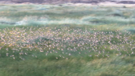 red-billed quelea millions of them in murmuration above ndutu marsh, tanzania