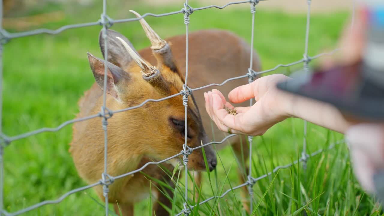 Reeves's muntjac (Muntiacus reevesi), also known as the Chinese muntjac, eats from a visitor’s hand through a wire fence, standing calmly on green grass inside a petting zoo enclosure