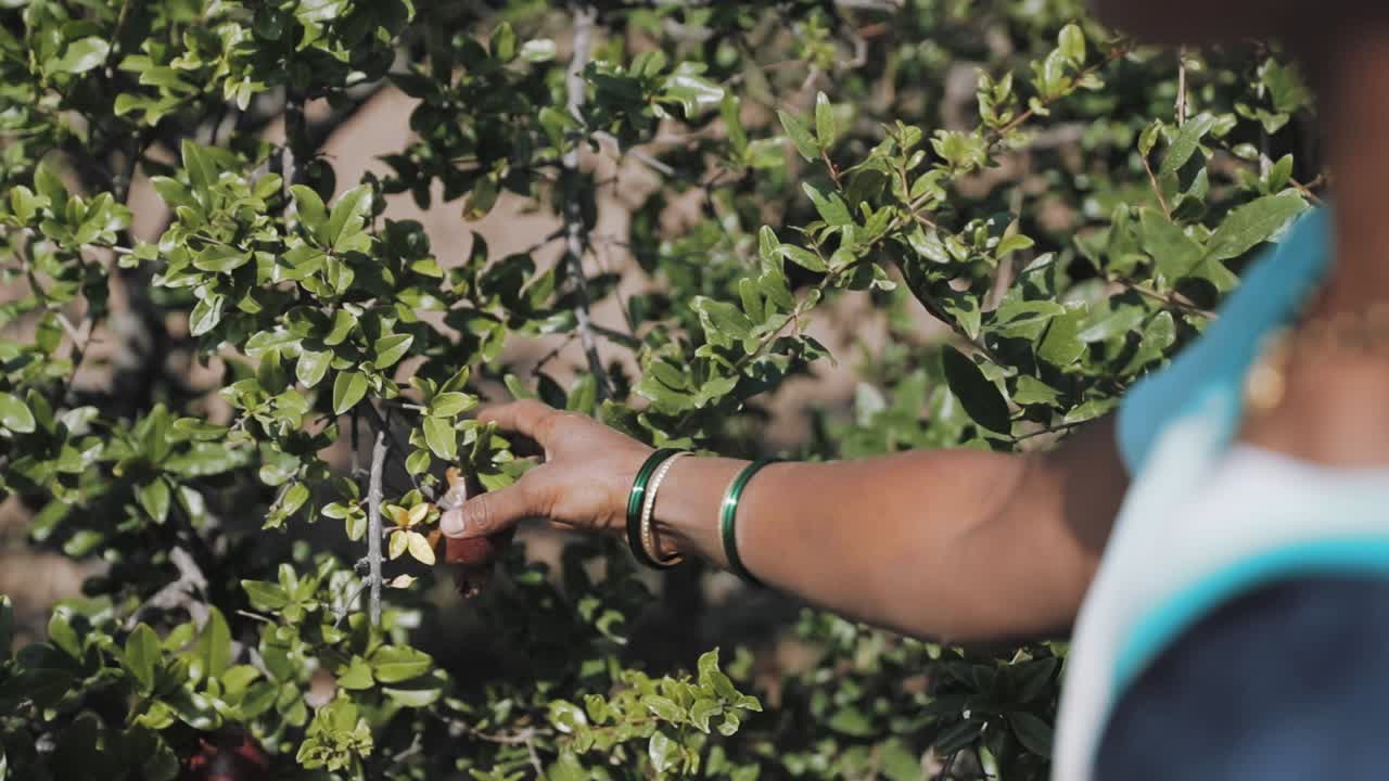 Rural Indian woman choosing pomegranates