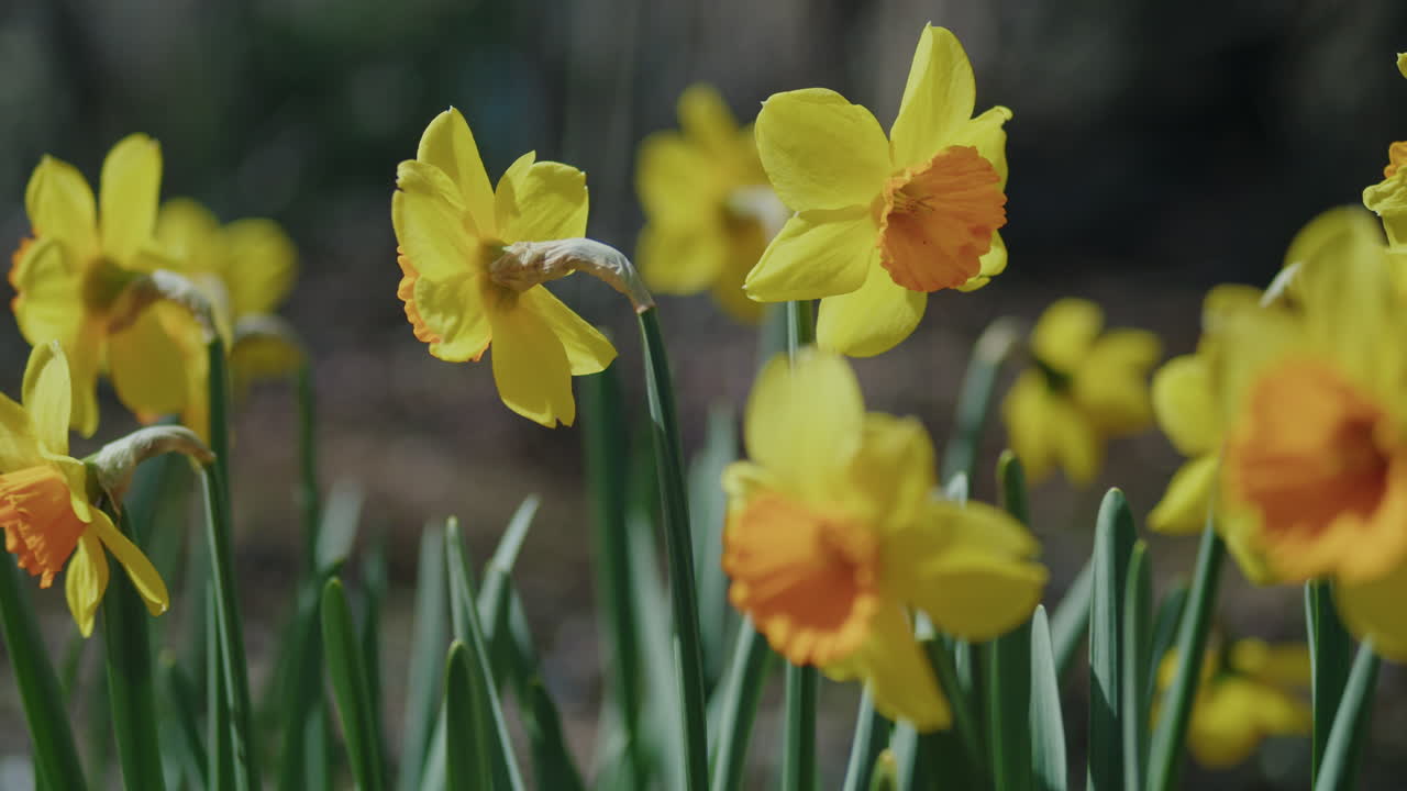 Narcisos amarelos e laranjas balançando suavemente ao vento.