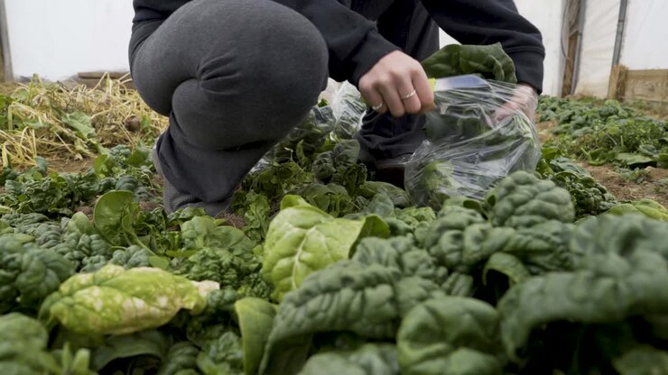 Harvesting fresh spinach