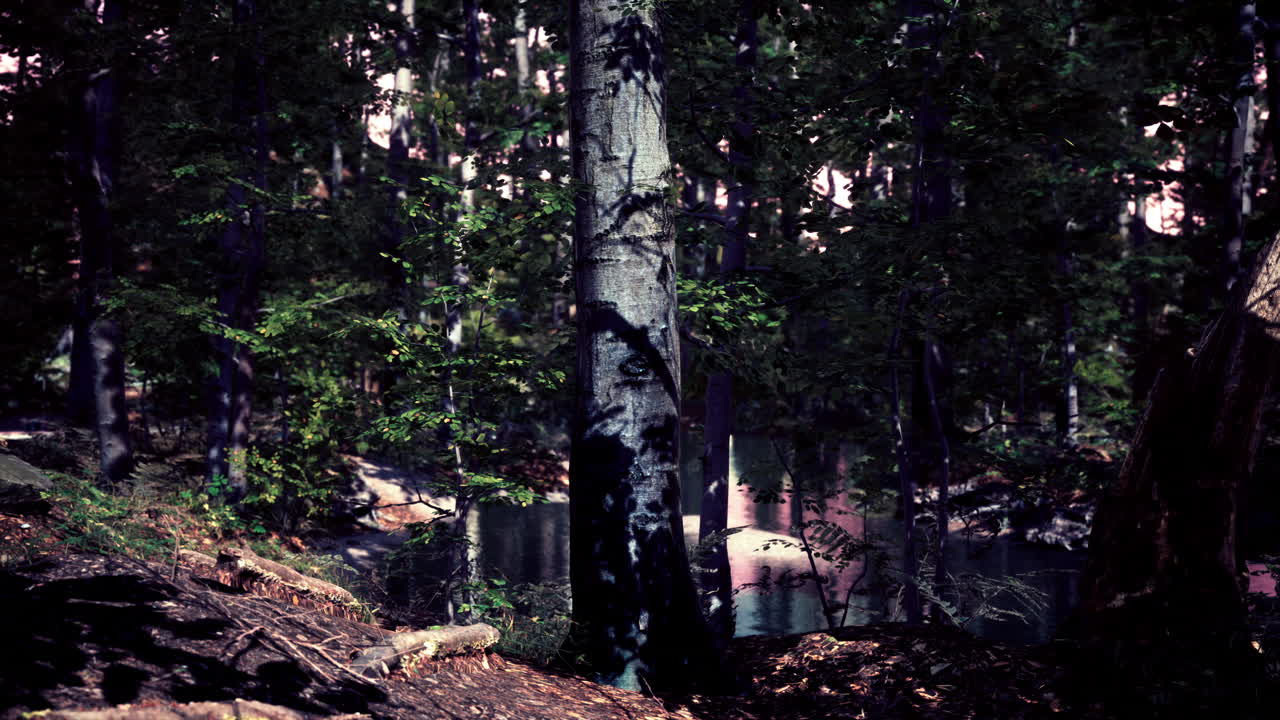 camino oscuro y misterioso del bosque