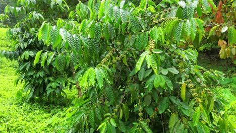 Vista-Circular-Desde-Un-árbol-De-Café-En-Santo-Tomé,-África