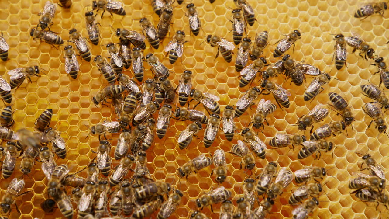 Numerous working bees covering the surface of honeycombs. Honey insects creating the wax cells for storing honey.