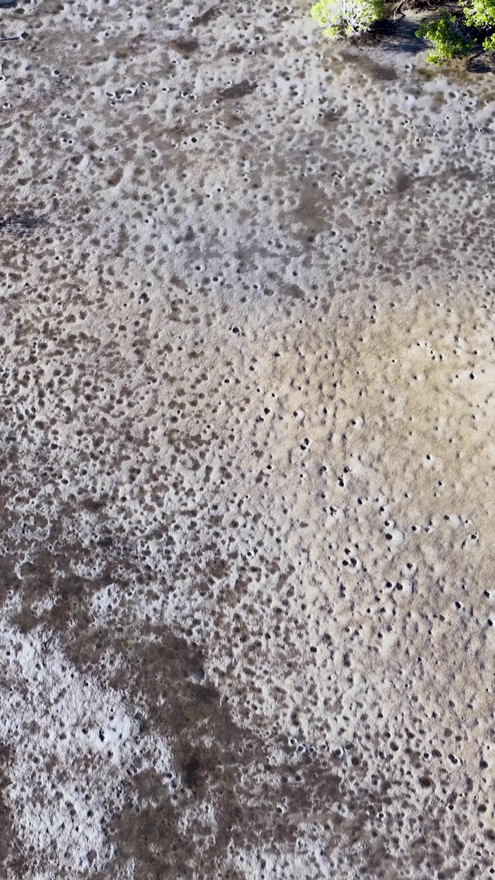 Aerial View of Muddy Mangrove Tidal Flat at Low Tide